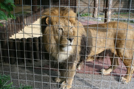 Tierpark Hamm - Der Löwe